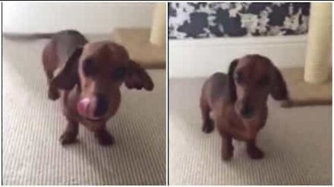 Denne overglade hund danser når den er fornøjet