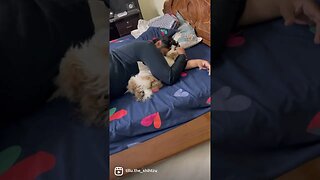 #dog #shorts #fun #doglover #cute #shihtzu #reels #funny #ytshorts #youtubeshorts #trending #youtube