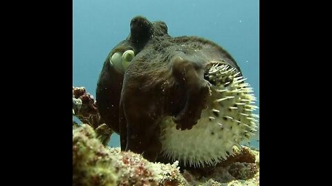 Unusual Octopus and Pufferfish Interaction
