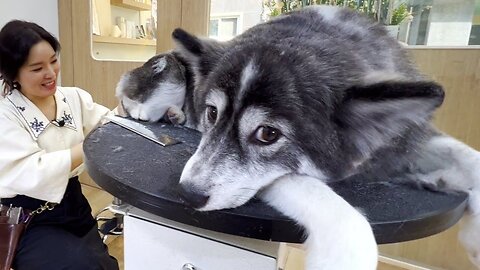 DOG Salon In South korea / cut video of mixed Pomsky chess