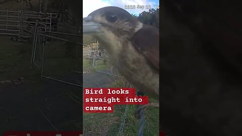 Bird looks into camera. Cute 🥰