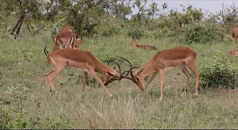 Impala Rams fighting copy right free animal video