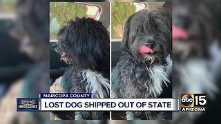 Lost dog shipped to California