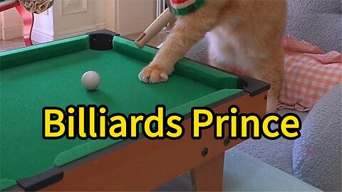 Animals playing billiards