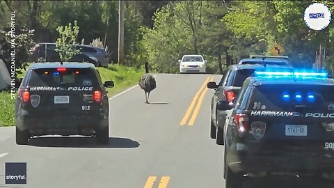 Escaped emu leads police on a wild animal chase in Tennessee