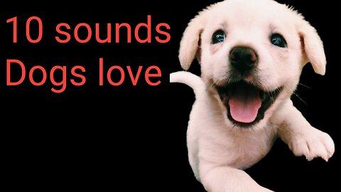 10 sounds Dogs love