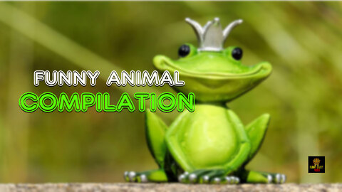 Funny Animal Compilation By Funny Crazy Video