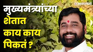 शेतात रमले मुख्यमंत्री Eknath Shinde, बघा व्हिडीओ । Satara | Sarkarnama video