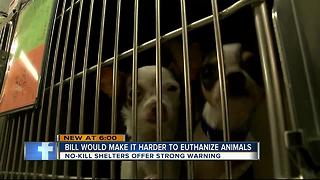 Florida bill seeks to make it harder for shelters to euthanize animals