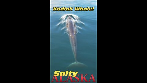 Short video of a whale near Kodiak Island, Alaska