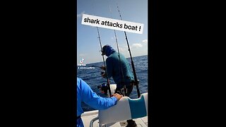 Shark Attacks Boat