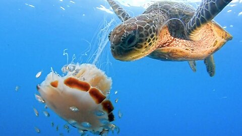 See A Sea Turtle Devour A Jellyfish Like Spaghetti Sauce 🍝