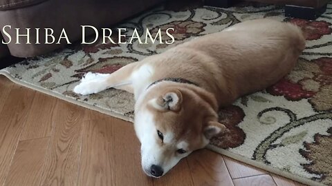 Shiba Dreams