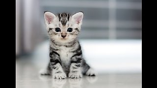 Man discovers 3 kittens under hood of car