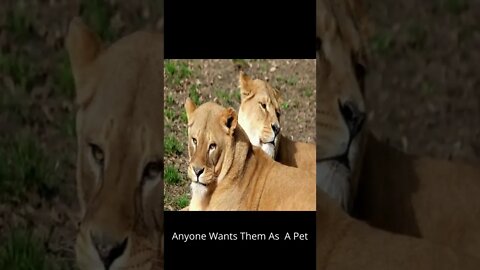 Anyone Wants Them As A Pet - Beautiful Lions In The National Park - Safari Life.