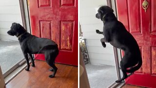 Super Happy Pup Adorably Jumps For Joy