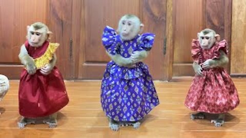 Baby monkeys dance