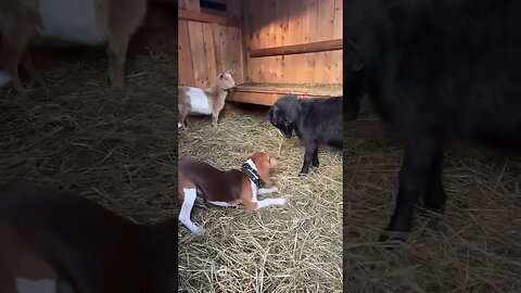 Beagle Puppy playing with Nigerian Dwarf Goats