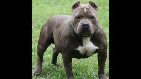 AMAZING! Staffordshire dog