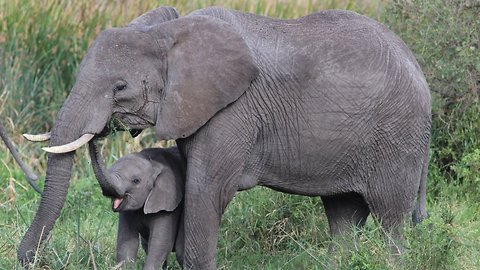 Elephants Have Special Genes That Keep Them From Getting Cancer