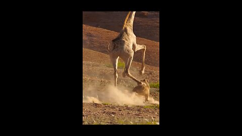 Giraffe 🦒 vs lioness 🦁: Watch as a fearless lioness attempts a daring