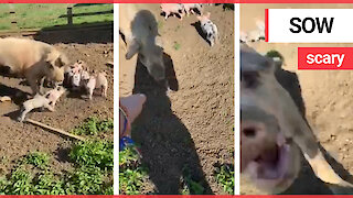 A terrified girl admits a "crazy pig" nearly bit her hand off as she tried to pat its snout