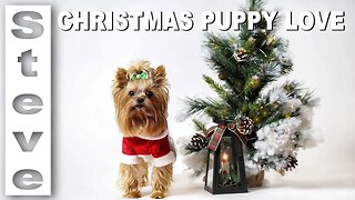 A Christmas Kitchen - Live - Homemade Dog Treats