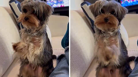 Adorable Yorkie stands on two legs and prays