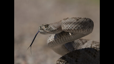 Seen them? 7 most common venomous snakes in Phoenix - ABC15 Digital