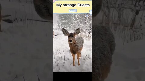 My strange guests often visits me || my strange guests