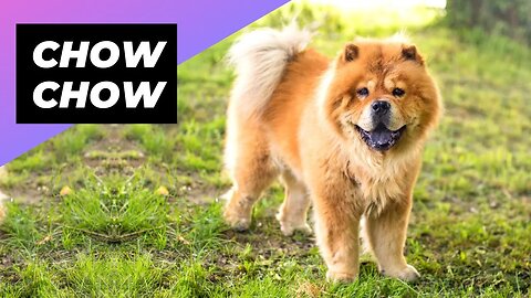 Chow Chow 🐶 One Of The Most Expensive Dog Breeds In The World #shorts