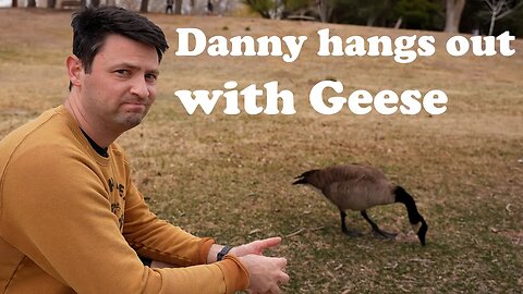 Danny hangs out with Geese