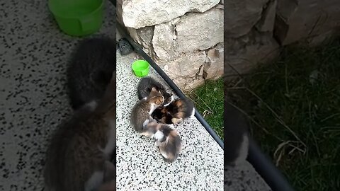 Kitten pushes other Kitten