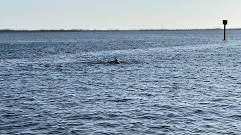 DOLPHINS SURROUNDED THE BOAT! CAPE CORAL, FLORIDA