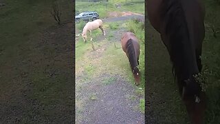 Farm Cam. Brumby watch