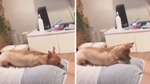 The dog was sleeping on this girl's body then what happened to the dog