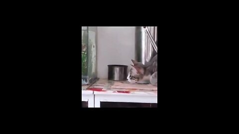 pet cat driving inteligently funny videos