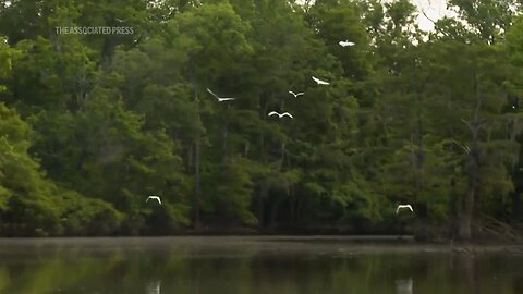 Conservationists try to protect ecologically rich Alabama delta from development, climate change