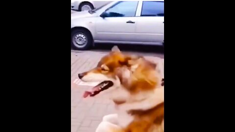THE DOG FUNNY VIDEO AND DANCE DOG