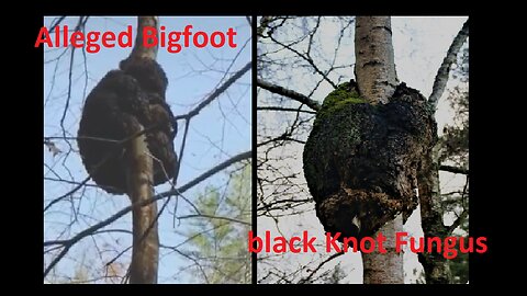 Is It a Bigfoot or Black Knot Fungus