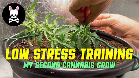 Low Stress Training LST - Beginner Cannabis Grow - Ice Cream Cake - Cannabis Cultivation Part 4