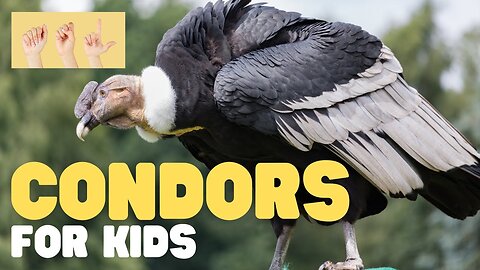ASL Condors for Kids
