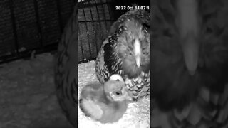 Checking on Chicks abandoned by mother are put in with another hen and her chicks