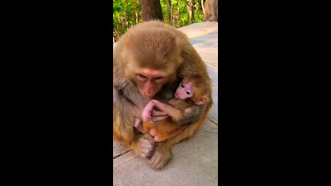 Funny Animal : Monkey Kids Love Video Just like Humans