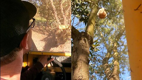 Almond Tree Harvest | Part 1 Shaking | Shaking Almond Trees to harvest | Shock Wave Shaker