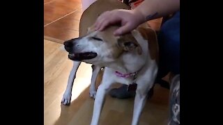 Weirdo dog always sneezes from a simple head scratch