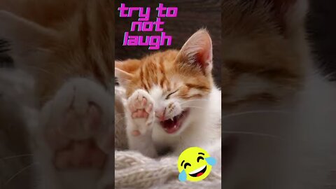 Funny Cats On The Snow, Try Not To Laugh