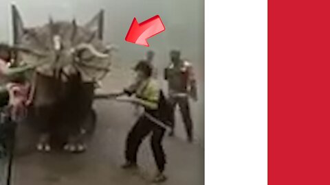 Triceratops brought by Indonesian soldier [Conspiracy]