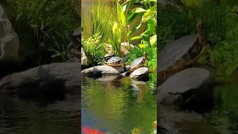 Koi Pond turtles relaxing #shorts