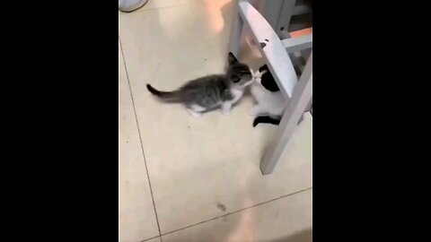 cute kitten love💞 trending video